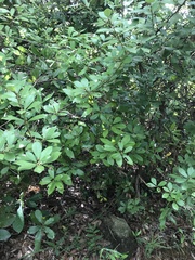 Litsea rotundifolia