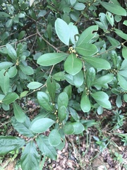 Litsea rotundifolia