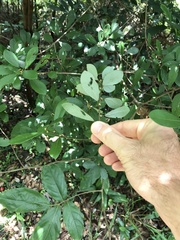 Litsea rotundifolia