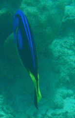 Paracanthurus hepatus