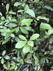 Litsea rotundifolia