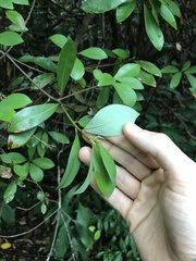 Litsea rotundifolia