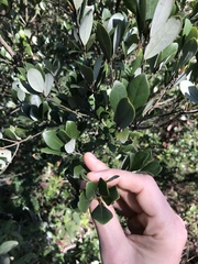 Litsea rotundifolia