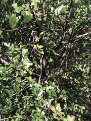 Litsea rotundifolia