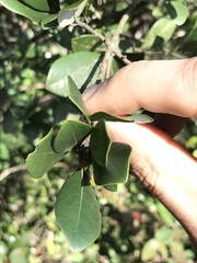 Litsea rotundifolia