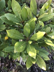 Litsea rotundifolia
