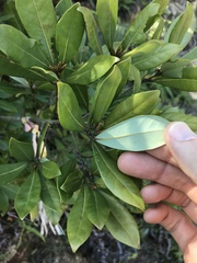 Litsea rotundifolia