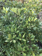 Litsea rotundifolia