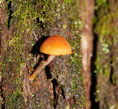 Gymnopilus eucalyptorum