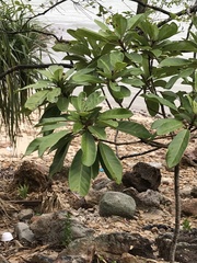 Daphniphyllum calycinum