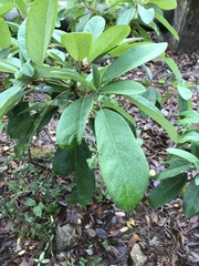 Daphniphyllum calycinum