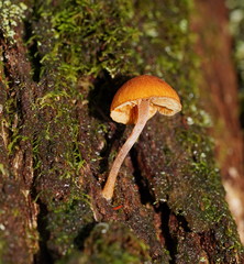 Gymnopilus eucalyptorum