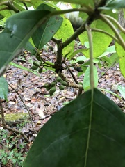 Daphniphyllum calycinum