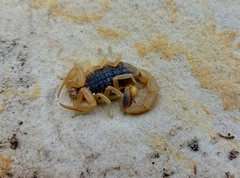 Olivierus caucasicus