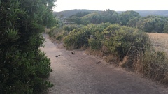 Dasyornis broadbenti