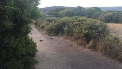 Dasyornis broadbenti