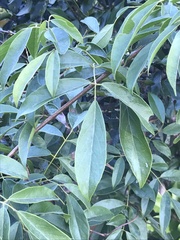 Callerya dielsiana