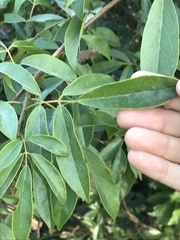 Callerya dielsiana