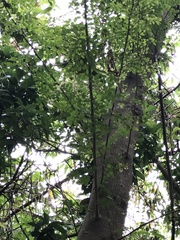 Gleditsia fera