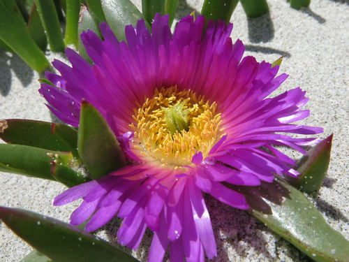 Carpobrotus chilensis