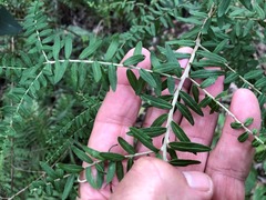 Ozothamnus rufescens