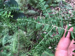Ozothamnus rufescens
