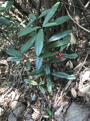 Ardisia lindleyana