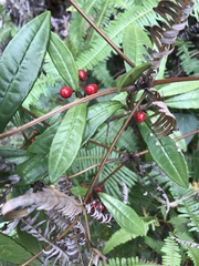 Ardisia lindleyana
