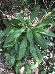 Ardisia lindleyana