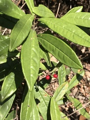 Ardisia lindleyana