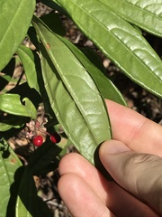 Ardisia lindleyana