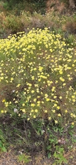 Genista umbellata
