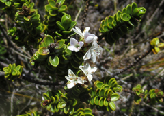 Veronica masoniae
