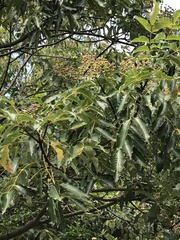 Tetradium glabrifolium