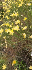 Genista umbellata