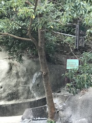 Tetradium glabrifolium