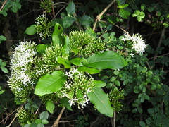 Pavetta indica