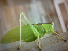 Hexacentrus unicolor