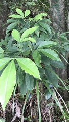 Melicope pteleifolia