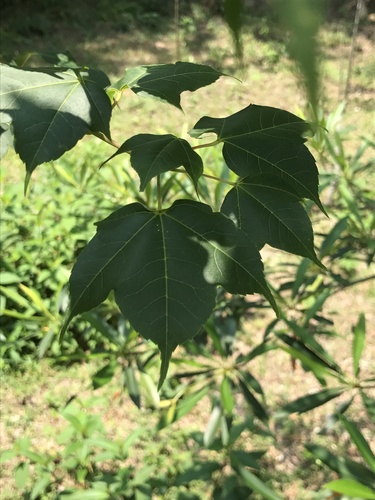 Tutcher's Maple (Acer tutcheri) · iNaturalist