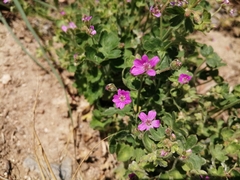 Geranium molle