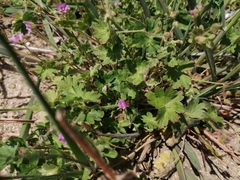 Geranium molle