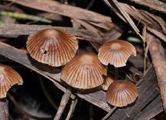 Mycena albidofusca