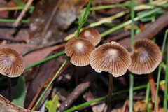 Mycena albidofusca