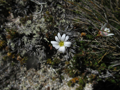 Celmisia laricifolia