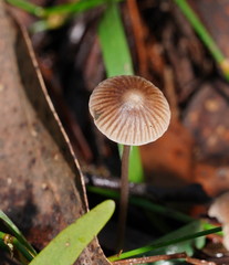 Mycena albidofusca