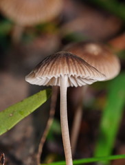Mycena albidofusca