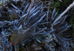 Celmisia laricifolia