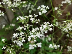 Anthriscus sylvestris