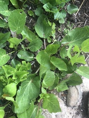 Eryngium planum